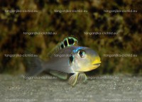 /album/fotogaleria-xenotilapia-bathyphilus-kekese-/a1-5-jpg/